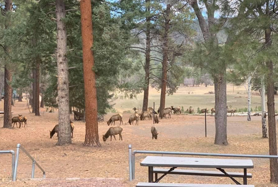 elk in back of the lodge
